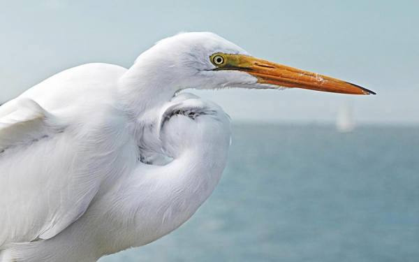 Photograph Ong Boon Chian A Crane on One Eyeland